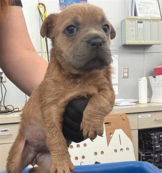 BOO -  Mixed Breed Dog for Adoption in Dallas, Texas - BOO | PetCurious