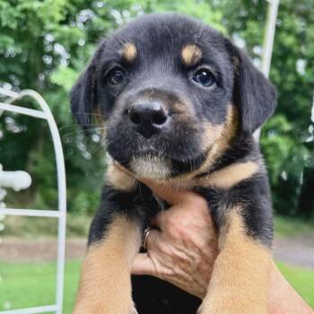Black Labrador Retriever and Flat Coated Retriever Dogs Available for Adoption in Andover, Massachusetts - Diamond Sparkly | PetCurious