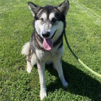 Alaska -  Husky Dog for Adoption in Urbana, Illinois - Alaska | PetCurious