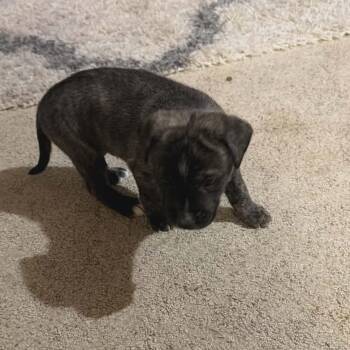 Mixed Breed Dogs Available for Adoption in Bismarck, North Dakota - Sprout | PetCurious