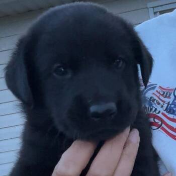 Dolinger Male Pup 3-10 -  German Shepherd Dog and Golden Retriever Dog for Adoption in Fairfax Station, Virginia - Dolinger Male Pup 3-10 | PetCurious