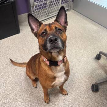 Effie -  Mixed Breed Dog for Adoption in Englewood, Florida - Effie | PetCurious