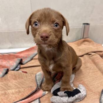 Stetson -  Mixed Breed Dog for Adoption in Hailey, Idaho - Stetson | PetCurious