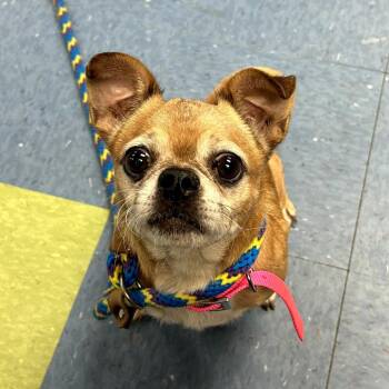 Pug Dogs Available for Adoption - Cowboy Kelvin | PetCurious