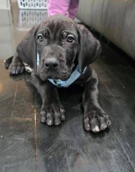Great Dane Dogs Available for Adoption in Cuyahoga Falls, Ohio - Baby Mouse (Purebred) | PetCurious