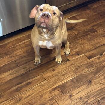 Pit Bull Terrier Dogs Available for Adoption - Prince | PetCurious