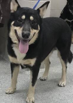 Rescue Labrador Retriever and Mixed Breed Dogs for Adoption in Conroe, Texas - MOOSE | PetCurious