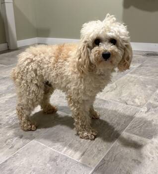 Toasty -  Miniature Poodle Dog for Adoption in Grant, Nebraska - Toasty | PetCurious