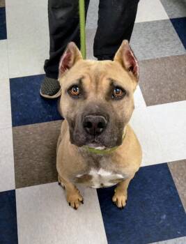 Pit Bull Terrier and Terrier Dogs Available for Adoption in Evergreen, Colorado - Sage | PetCurious