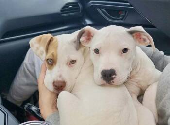 Pit Bull Terrier and Catahoula Leopard Dog Dogs Available for Adoption in Hamburg, New Jersey - Becky  | PetCurious