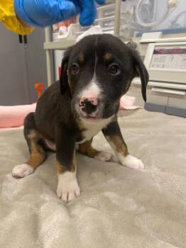 Catahoula Leopard Dog and Cattle Dog Dogs Available for Adoption in Phoenix, Arizona - Lime | PetCurious