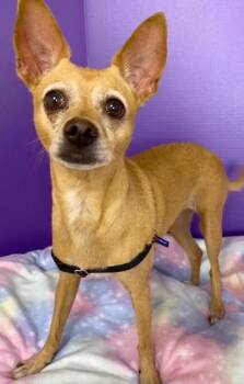 Cherilyn (Chloe) -  Chihuahua Dog for Adoption in Cottonwood, Arizona - Cherilyn (Chloe) | PetCurious