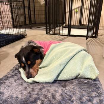 Cattle Dog Dogs Available for Adoption in Rockville, Maryland - Dusty | PetCurious