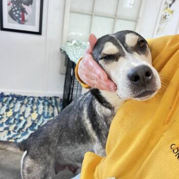 Katarina -  Husky and German Shepherd Dog Dog for Adoption in Wadena, Minnesota - Katarina | PetCurious