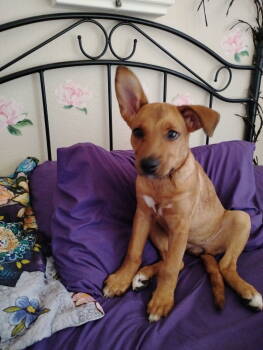 Rescue Shepherd Dogs for Adoption in Woodland, California - Gabby | PetCurious