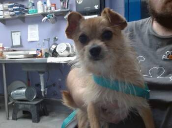 EL GUAPO -  Chihuahua and Mixed Breed Dog for Adoption in Albuquerque, New Mexico - EL GUAPO | PetCurious