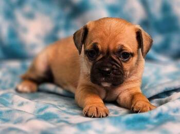 Savannah -  Puggle Dog for Adoption in East Sparta, Ohio - Savannah | PetCurious