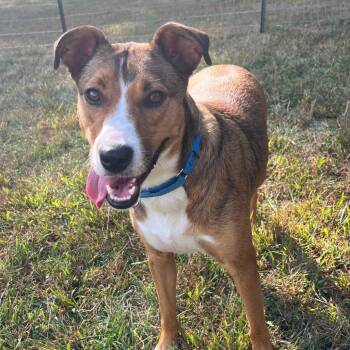 Rescue Shepherd Dogs for Adoption in South Elgin, Illinois - Suzy | PetCurious