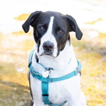 Rescue Mixed Breed and Labrador Retriever Dogs for Adoption in Durham, North Carolina - Sgt. Pepper | PetCurious