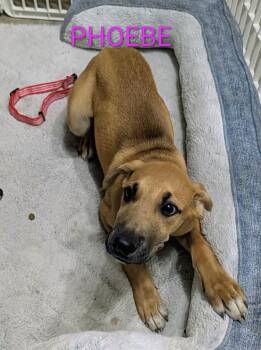 Phoebe -  Shepherd and Great Dane Dog for Adoption in Thornton, Colorado - Phoebe | PetCurious