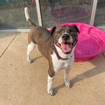 Rescue Mixed Breed Dogs for Adoption in Fredericksburg, Virginia - Gretta | PetCurious