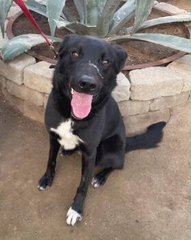 Kol -  Belgian Shepherd Malinois Dog for Adoption in Lodi, California - Kol | PetCurious