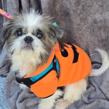 Rescue Shih Tzu Dogs for Adoption in St. Peters, Missouri - Gerald | PetCurious