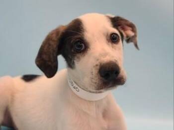 Owen -  Hound and Mixed Breed Dog for Adoption in Golden Valley, Minnesota - Owen | PetCurious