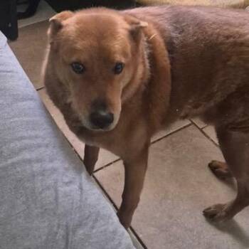 German Shepherd Dog and Labrador Retriever Dogs Available for Adoption - Red | PetCurious