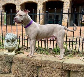 Mixed Breed Dogs Available for Adoption in Chamblee, Georgia - Madam | PetCurious