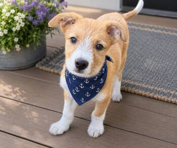 Rambo -  Terrier and Australian Cattle Dog Blue Heeler Dog for Adoption in Phoenix, Arizona - Rambo | PetCurious