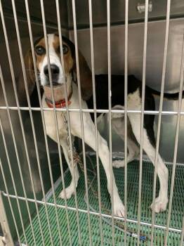 Cash -  Treeing Walker Coonhound Dog for Adoption in Tulsa, Oklahoma - Cash | PetCurious