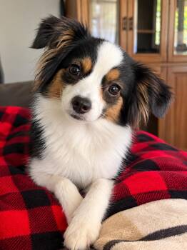 Chrissy -  Australian Shepherd Dog for Adoption in Hartford, Kentucky - Chrissy | PetCurious