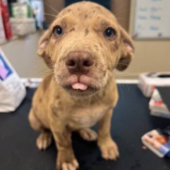 Albert Wesker -  Catahoula Leopard Dog and Mixed Breed Dog for Adoption in Lake Panasoffkee, Florida - Albert Wesker | PetCurious