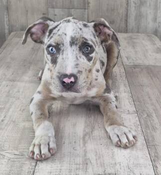 Chevy -  Catahoula Leopard Dog and Mixed Breed Dog for Adoption in Shreveport, Louisiana - Chevy | PetCurious