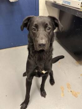 KETTLE -  Labrador Retriever and Mixed Breed Dog for Adoption in Peoria, Illinois - KETTLE | PetCurious