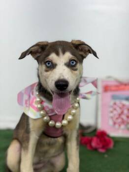 Havarti-One of our Amazing Rescue Dogs -  Husky and Chocolate Labrador Retriever Dog for Adoption in Carlsbad, California - Havarti-One Of Our Amazing Rescue Dogs | PetCurious