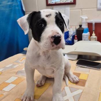 Mixed Breed Dogs Available for Adoption in Lake Panasoffkee, Florida - Violet | PetCurious