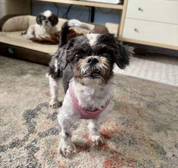 Rescue Shih Tzu Dogs for Adoption in Cape Coral, Florida - Guida | PetCurious