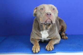 Rescue Pit Bull Terrier and Mixed Breed Dogs for Adoption in Port Allen, Louisiana - Acorn | PetCurious