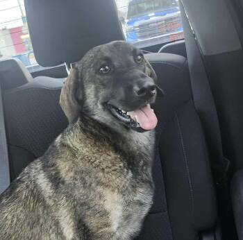 Rescue Shepherd Dogs for Adoption in Harlingen, Texas - Nayla | PetCurious