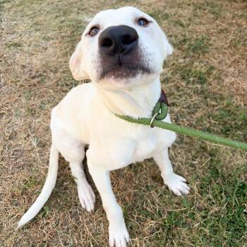 Manny -  Labrador Retriever and Great Pyrenees Dog for Adoption in Tulsa, Oklahoma - Manny | PetCurious