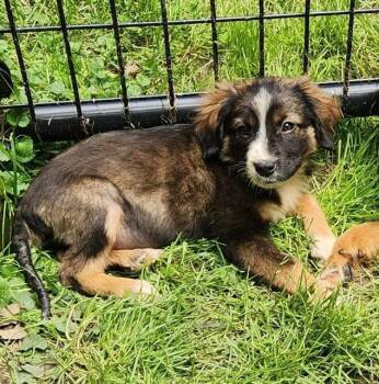 Australian Shepherd Dogs Available for Adoption in New Albany, Ohio - Foxtrot | PetCurious