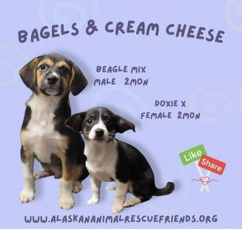 Bagels -  Beagle Dog for Adoption in Anchorage, Alaska - Bagels | PetCurious