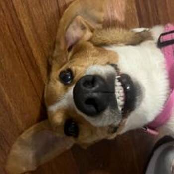 Gypsy -  Treeing Walker Coonhound Dog for Adoption in Tyler, Texas - Gypsy | PetCurious