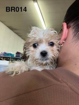 Jacks 014 -  Bichon Frise and Shih Tzu Dog for Adoption in Boone, Colorado - Jacks 014 | PetCurious