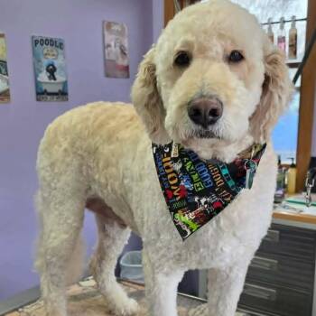 Goldendoodle Dogs Available for Adoption in Dyer, Indiana - Stanley | PetCurious