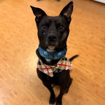 Labrador Retriever Dogs Available for Adoption - Henry | PetCurious