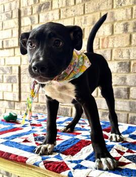 Catahoula Leopard Dog and American Bulldog Dogs Available for Adoption in Munford, Tennessee - Curly | PetCurious