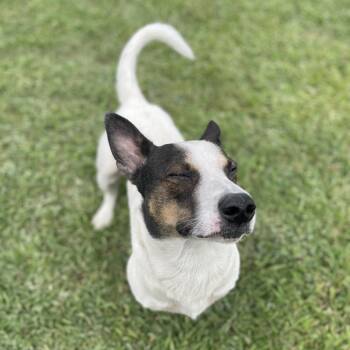 Logan -  Mixed Breed and Corgi Dog for Adoption in Blairsville, Georgia - Logan | PetCurious